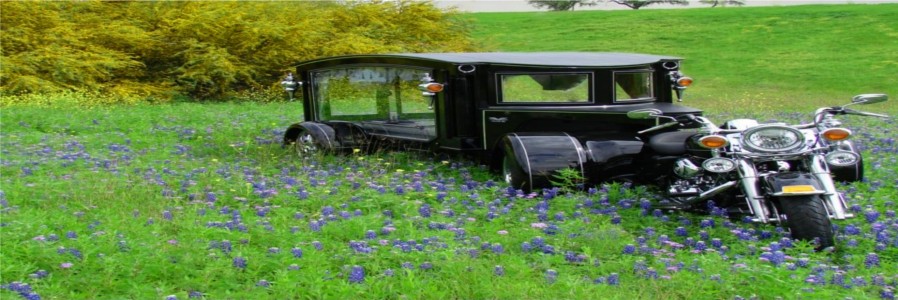 Bluebonnets 900x300